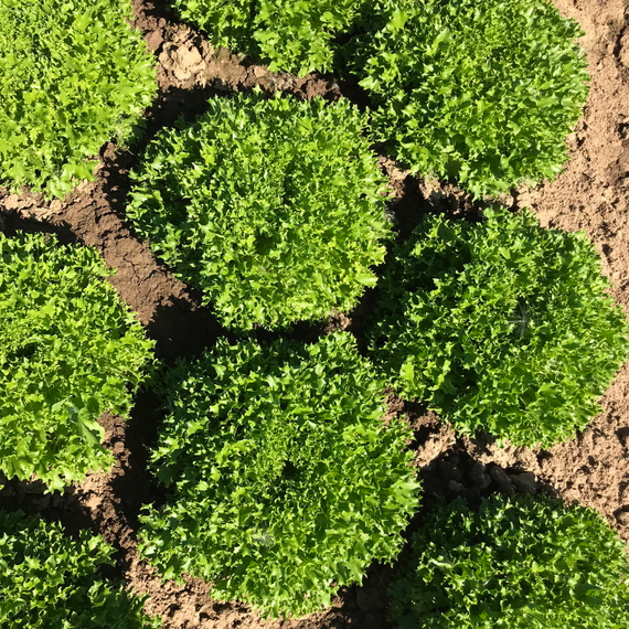 ЭКСПЕРТАЙЗ семена салата (Rijk Zwaan | Alexagro) – фото 2