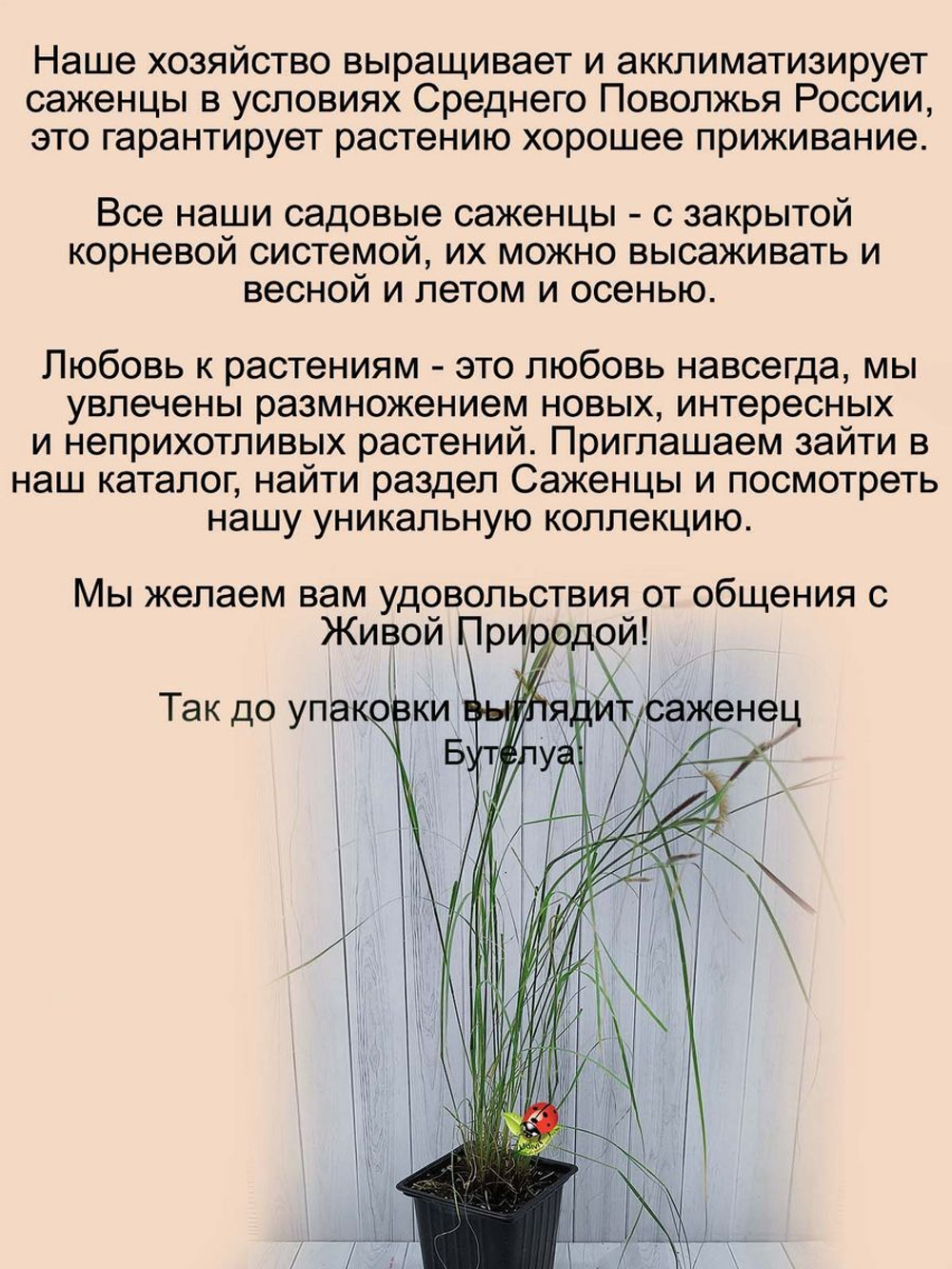Злак Бутелуа изящная пархающие мотыльки