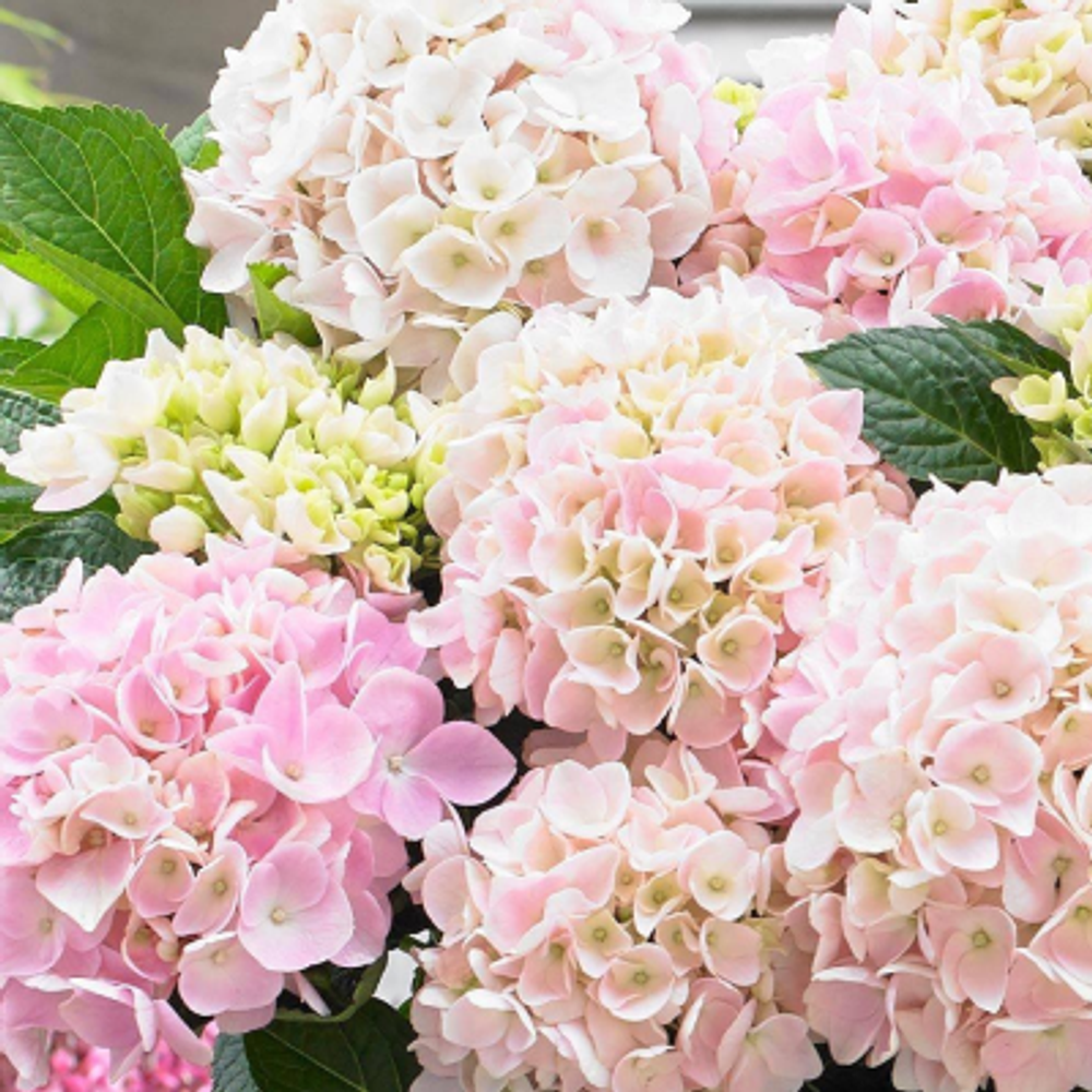 «Софт Пинк Сальса» («Soft Pink Salsa») крупнолистная гортензия