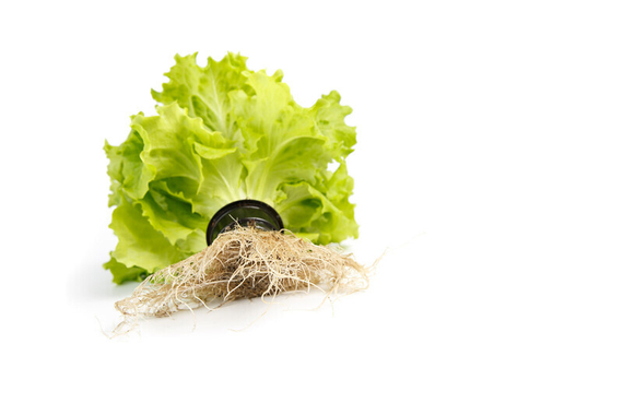 ОТИЛИ семена салата (Rijk Zwaan | Alexagro) – фото 3