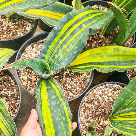 Сансевиерия DOUGLAS VAR s.L