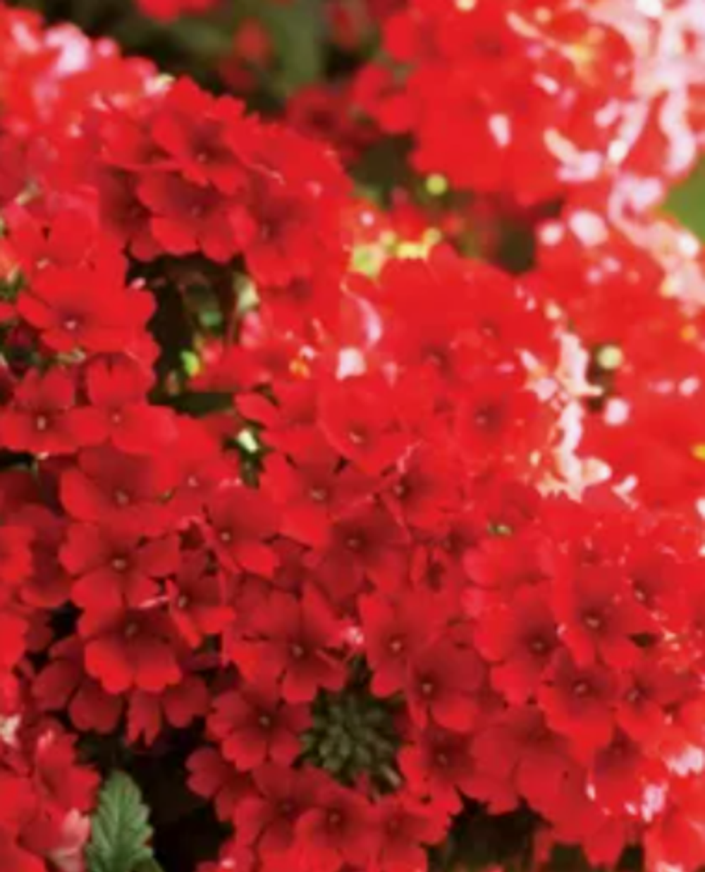 ЕВРО Вербена Verbena Estrella Red укор черенок декабрь