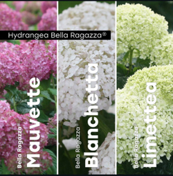 Гортензия "Белла Рагацца Бланшетта" С3 фирменный Закупка М38
