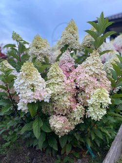 Гортензия метельчатая Пантеон (Hydrangea paniculata PanTheon)