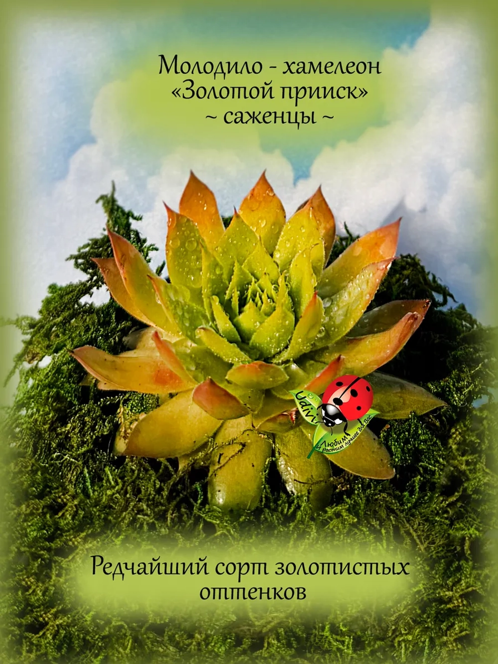 Молодило Золотой прииск золотистое каменная роза