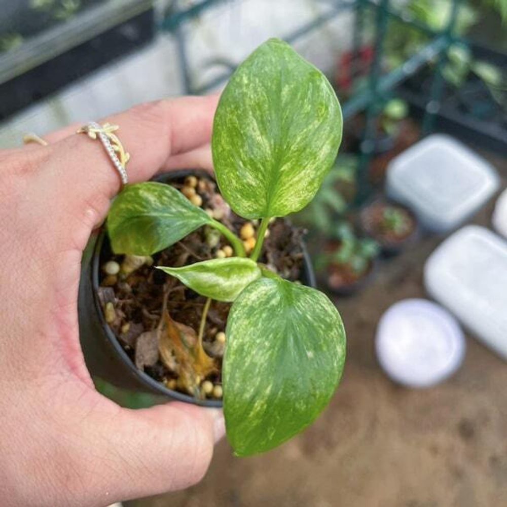 Хомаломена RUBESCENS LEMON PEACH