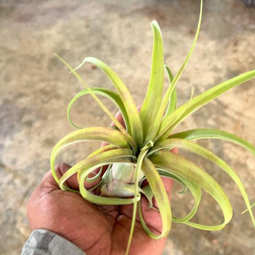 Тилландсия brachycaulous x streptophylla