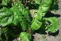 Малахит семена мангольда (Гавриш)