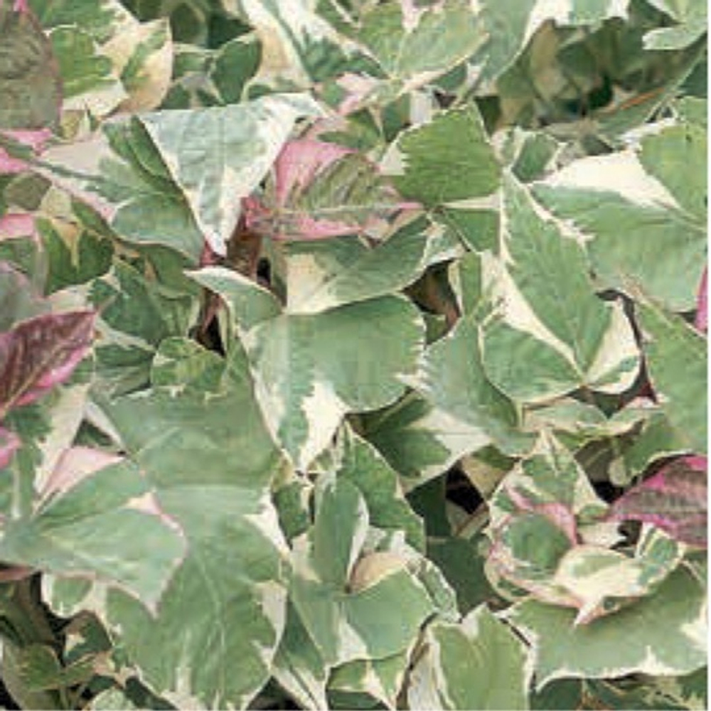 Ипомея батат Colored Leafs ОКС Укорененный черенок. Под заказ