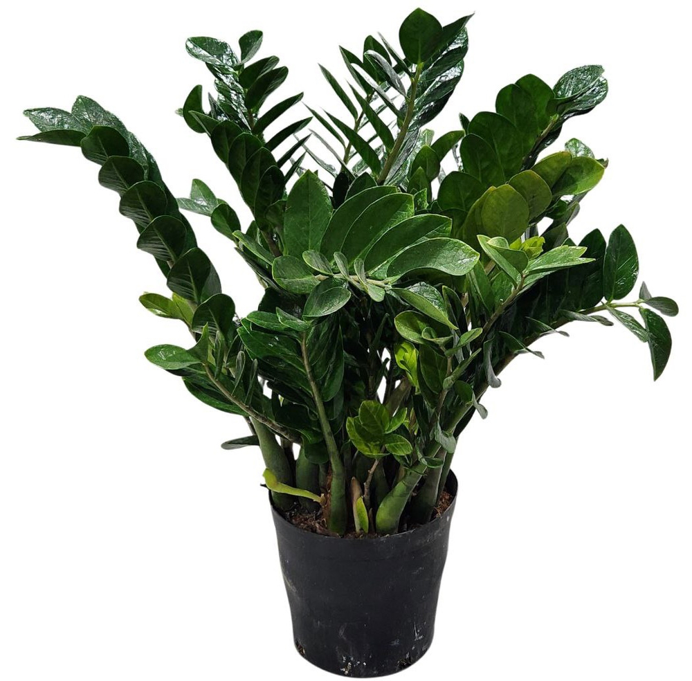 Замиокулькас