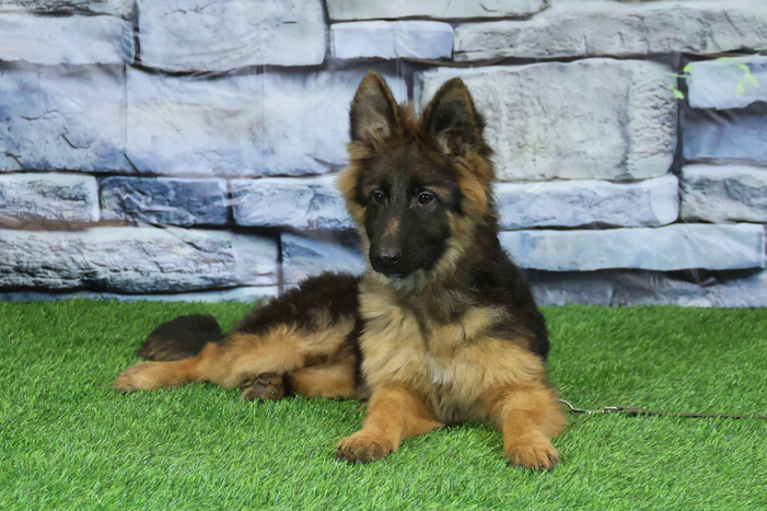 ЛЕКСУС Из Поместья Боговик