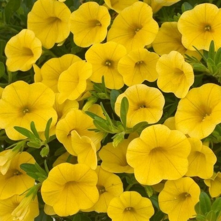 ЕВРО Calibrahoa Lia Yellow. ОКС укорененный черенок 15-20 февраля