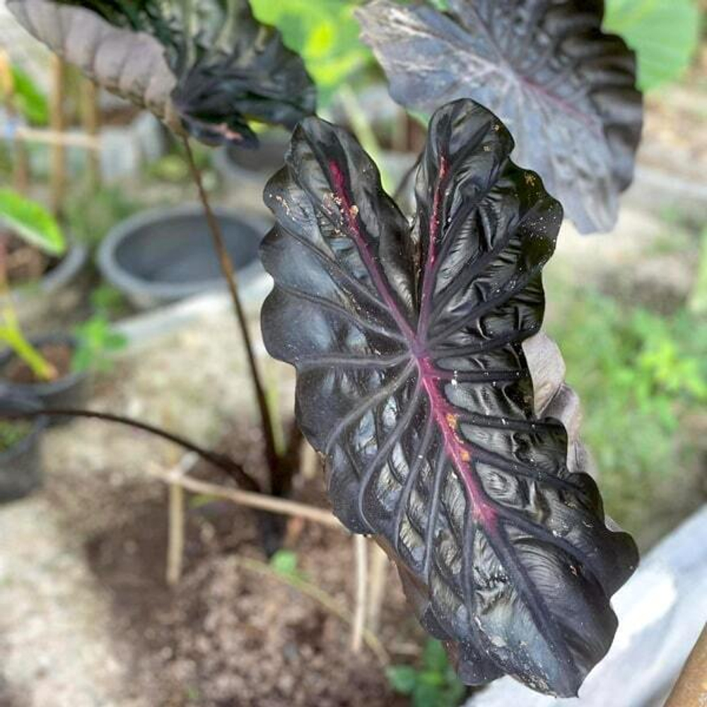 Колоказия PINK RIBBON