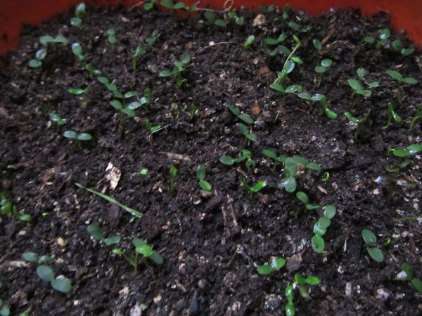 Февральский посев ягод: сеем землянику и жимолость на рассаду для богатого урожая