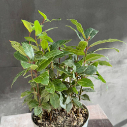 Лавр благородный (Laurus nobilis)