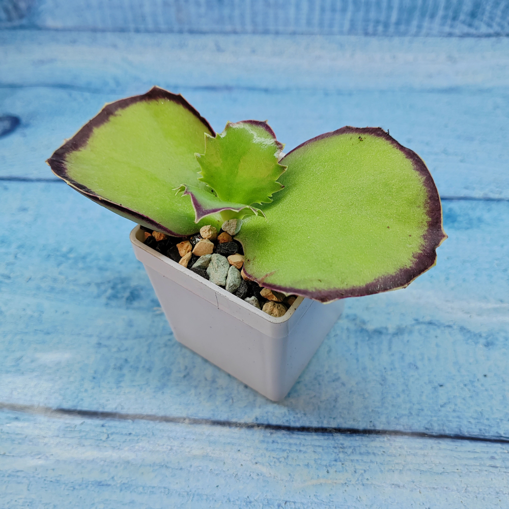Kalanchoe Synsepala (Каланхоэ)
