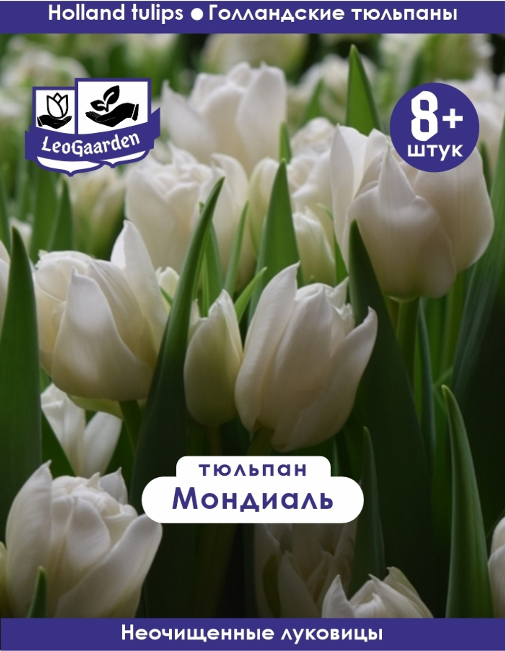 Тюльпан Луковица, Мондиаль 8+ шт