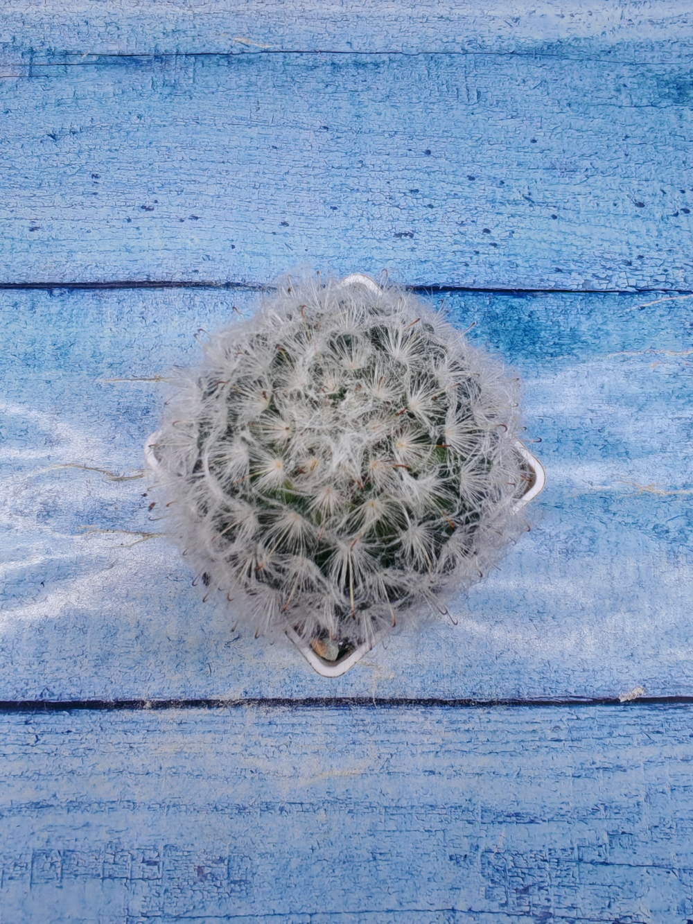 Mammillaria Bocasana (Маммиллярия)