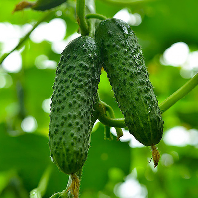 Герман F1 семена огурца партенокарпического (Seminis / Семинис)