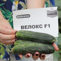 Велокс F1 семена огурца партенокарпического (Nunhems / Нюнемс)