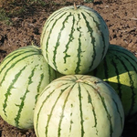 Быковский 22 семена арбуза (ПОИСК)