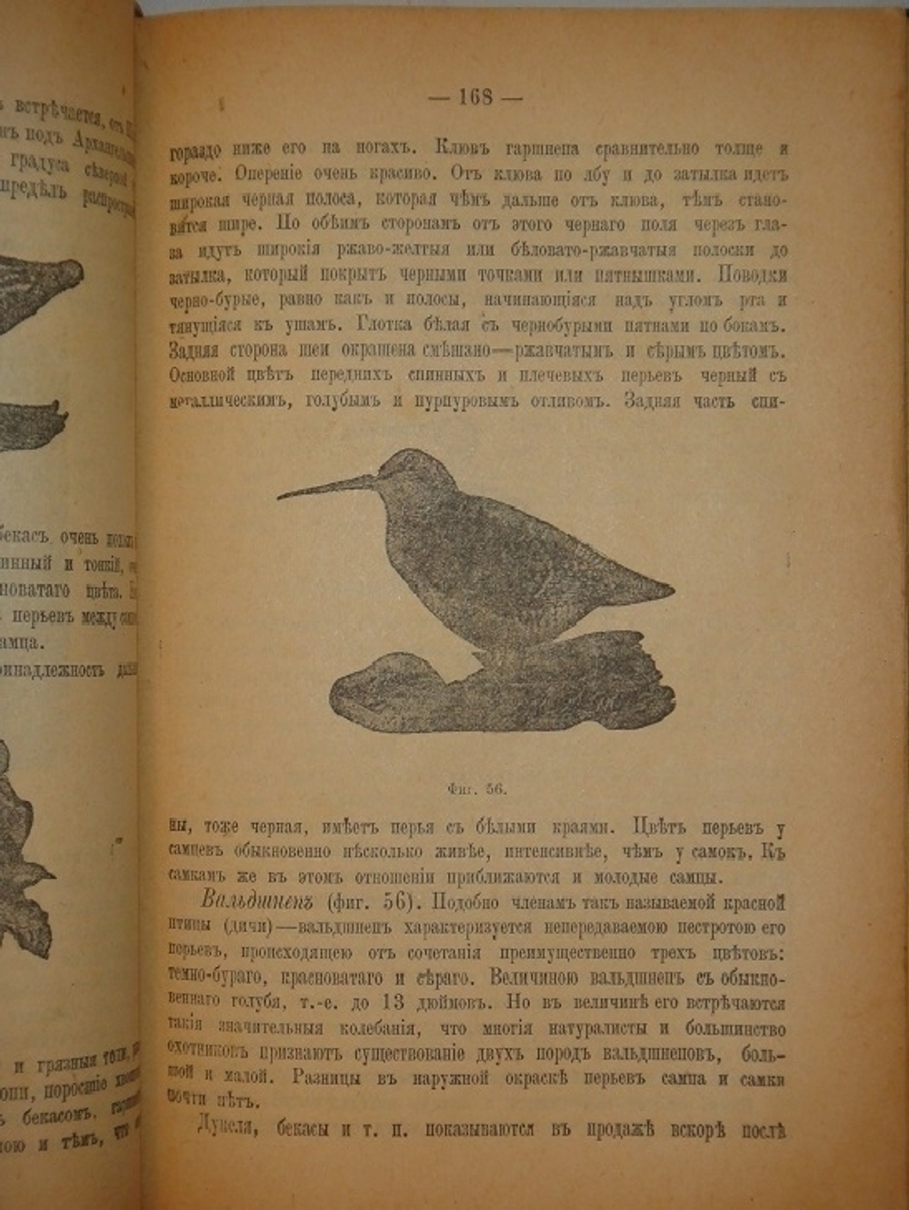 "Полный подарок молодым хозяйкам. Новейшая школа поварского и кондитерского искусства. В 6-ти частях". [ Псевдо-Молоховец ] К.К.Мороховцев. 1905г.