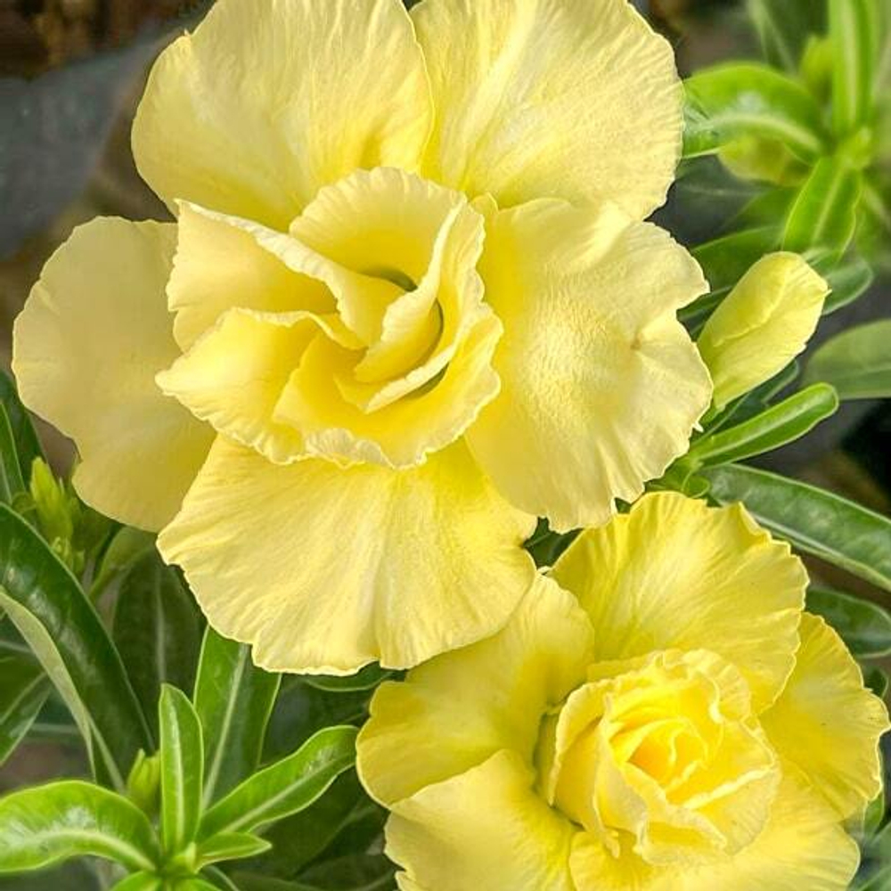 Адениум CHON THONG