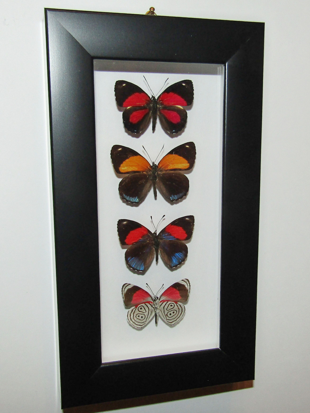 Бабочки Нимфалиды рода Callicore в рамке