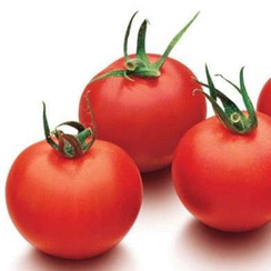 Фаворита F1 семена томата индетерминантного (De Ruiter Seeds / Де Ройтер Сидс)