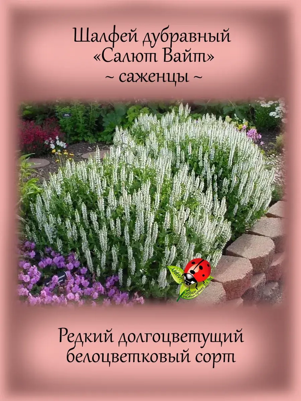 Шалфей Салют Вайт белый дубравный