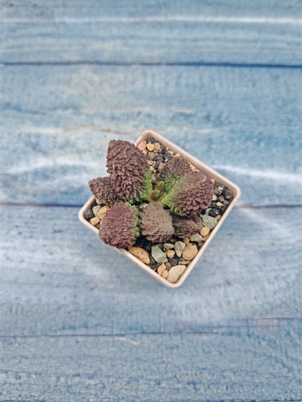 Adromischus Marianae Red Coral (Адромискус)