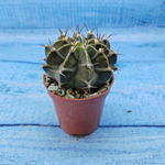 Gymnocalycium Friedrichii (Гимнокалициум)