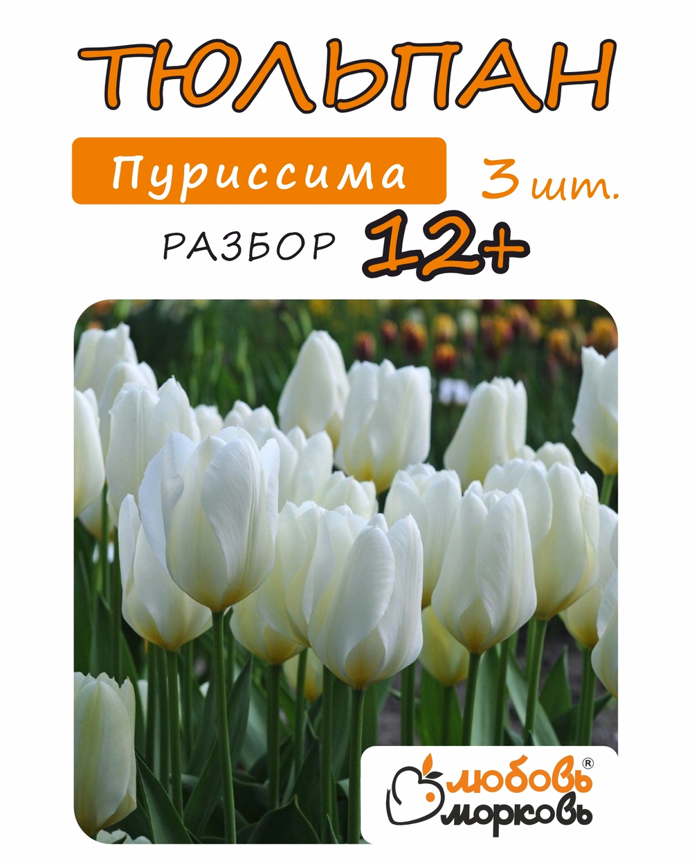 Тюльпан Луковица, Пуриссима 3 шт, разбор 12+ (Любовь Морковь)