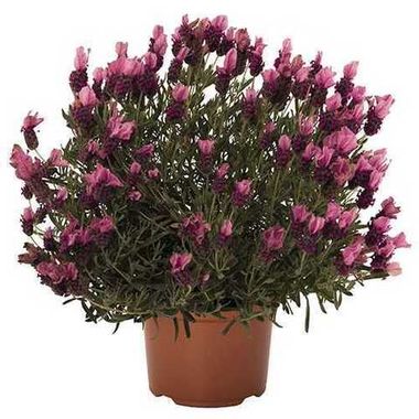 S4407 Лаванда BANDERA DEEP ROSE 100 шт.