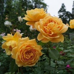 Голден Селебрейшен (Golden Celebration)