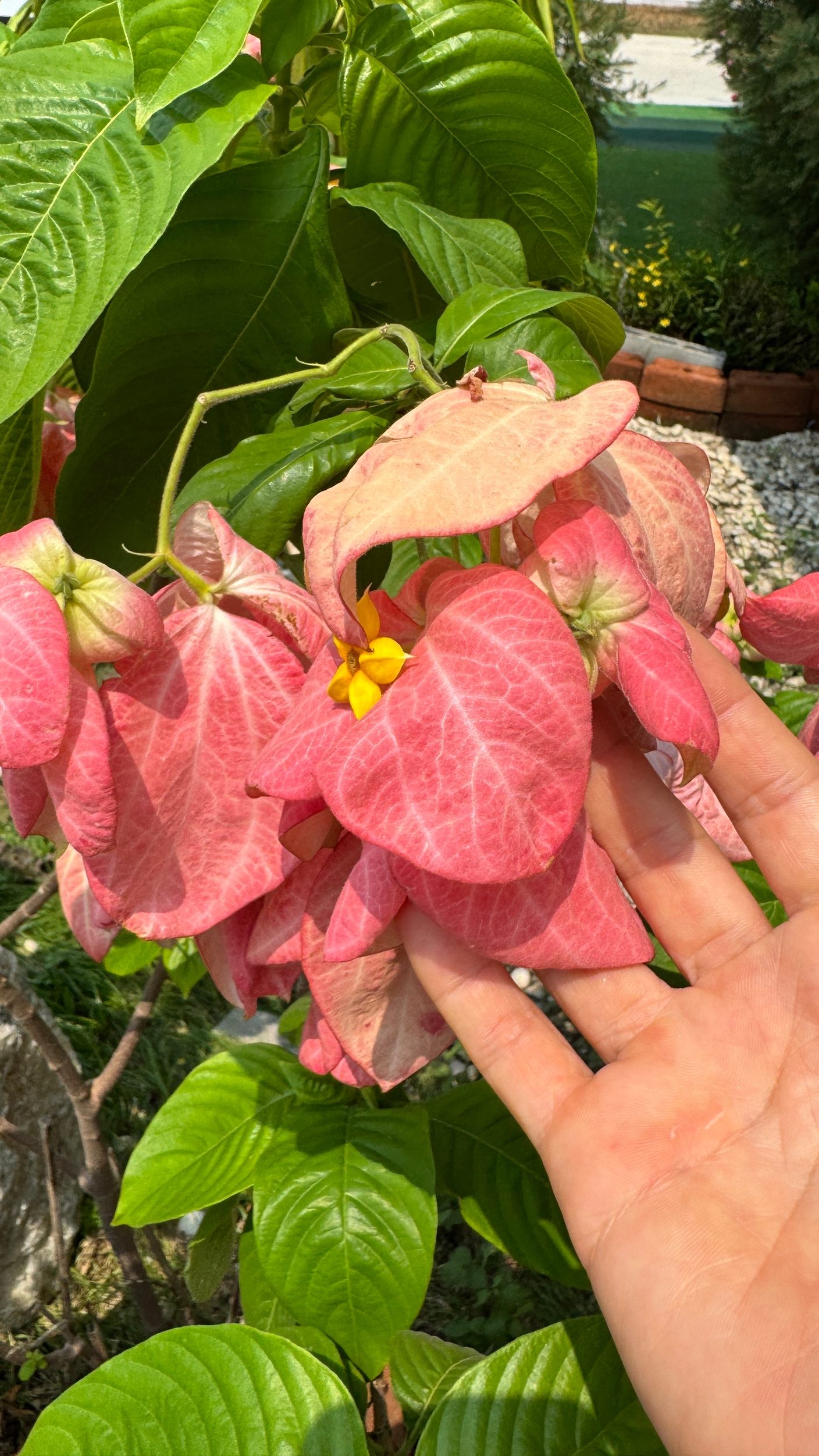 Муссенда филиппинская розовая