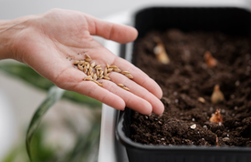 Как хранить семена перед посадкой? Актуальные сроки и рекомендации