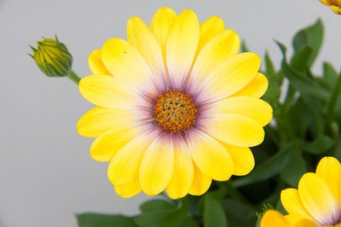 2734 Остеоспермум SUMMERHERO MAGIC YELLOW (ВЕСНА 2025)