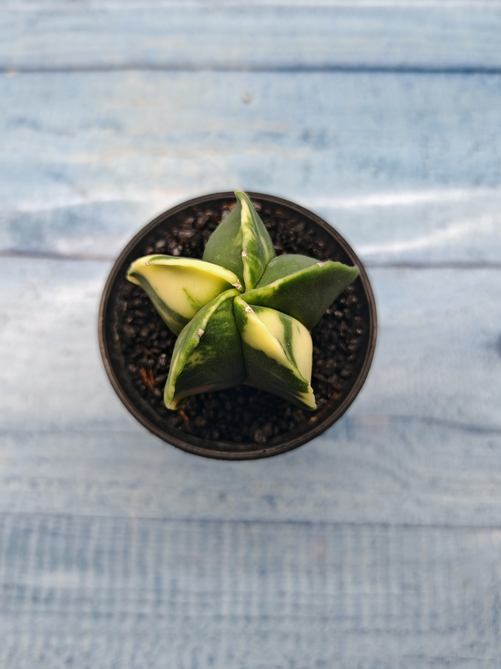 Astrophytum Myriostigma variagate (Астрофитум вариегатный)