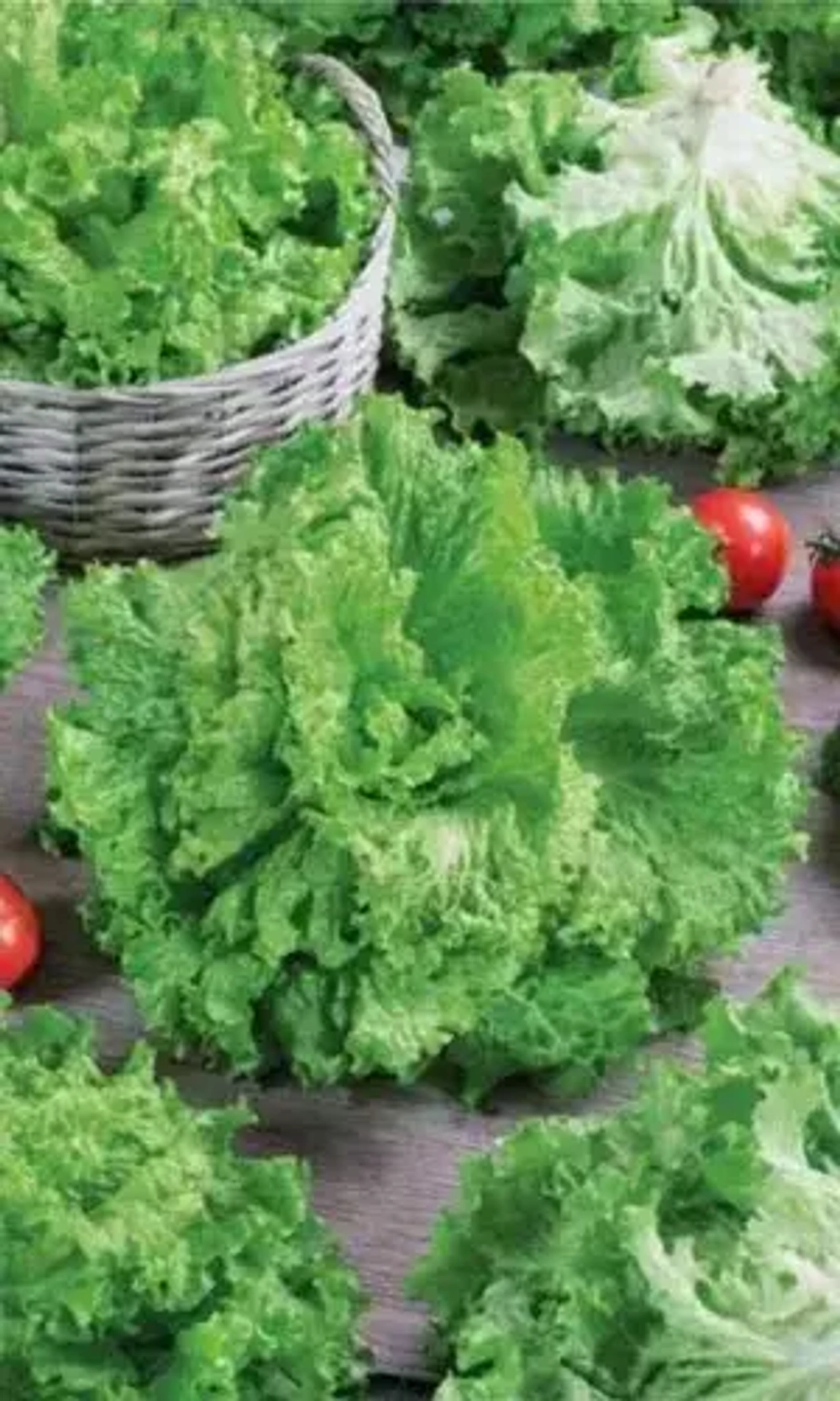 Семена Салат Урожайный 0,25 гр (УД) Е/П