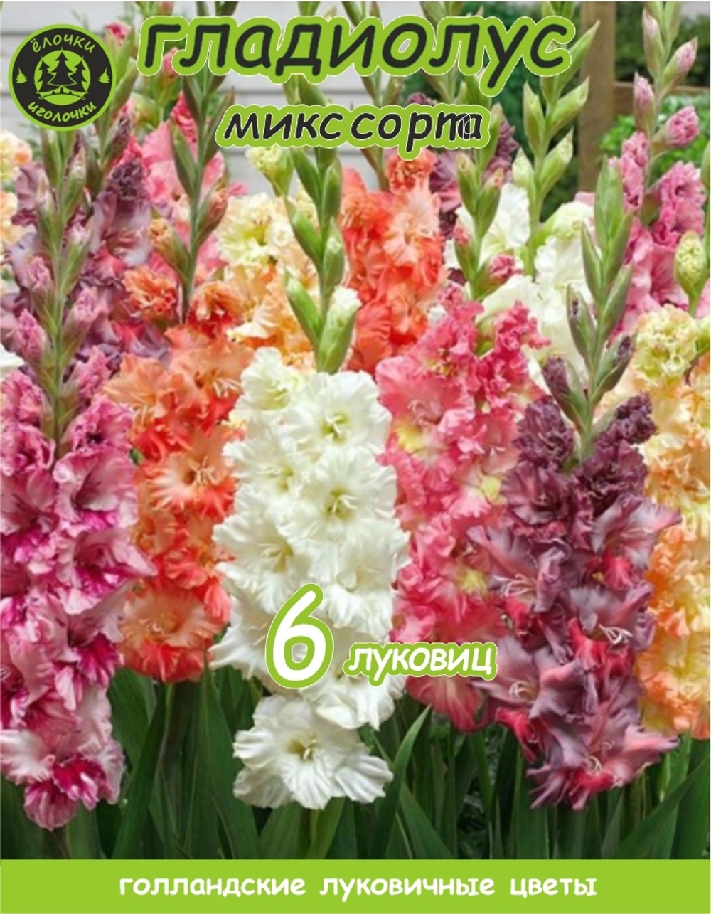 Гладиолус Луковица, Микс сортов, 6 шт