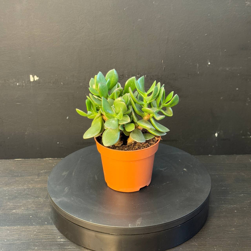 Суккулент из рода Крассула (Crassula)