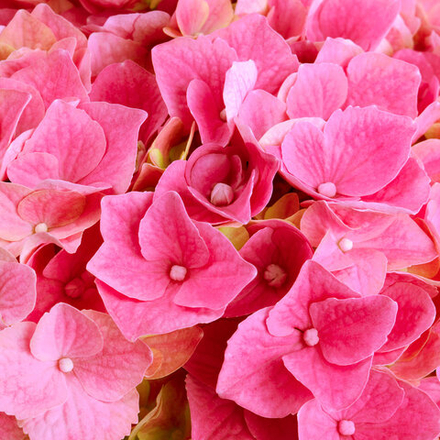 Hi Sky (Хай Скай) P12 Европа 2026