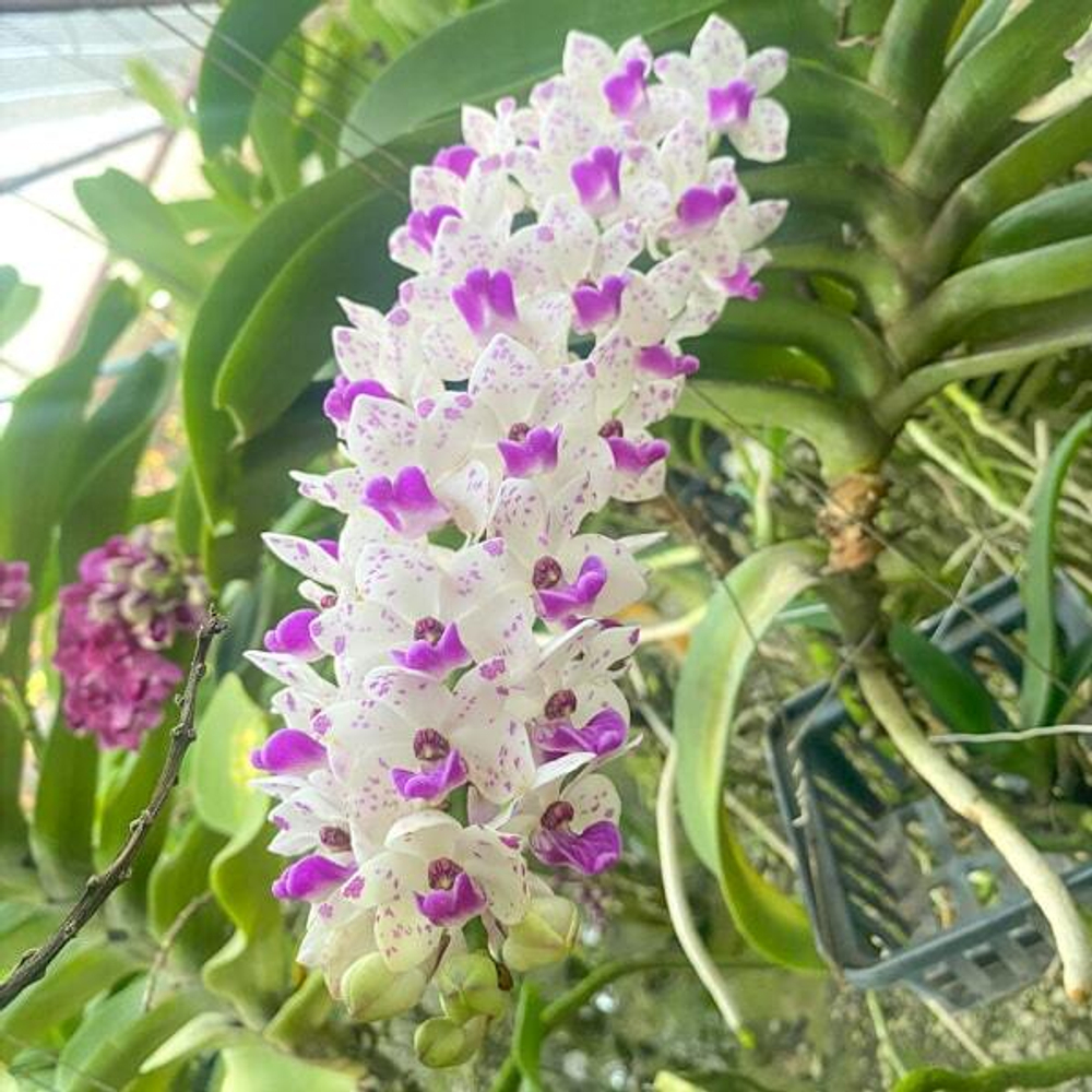 Ринхостилис RHY 44-PHIM LADA