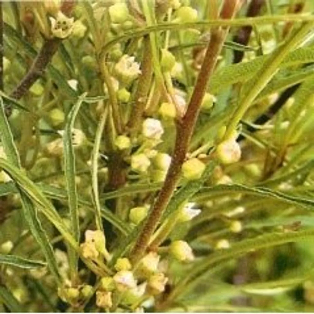 Крушина ломкая (кора)