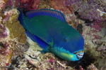 Chlorurus microrhinos (Рыба-попугай)