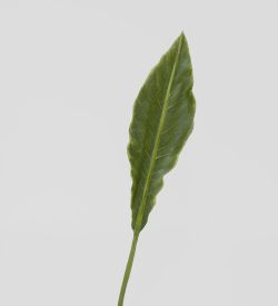 TR 605S Антуриум