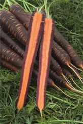 ПЁРПЛ ХЕЙЗ F1 семена моркови цветной (Bejo | Alexagro)