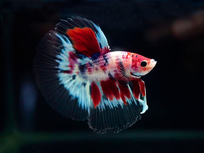 Петушок Халф Мун Кои