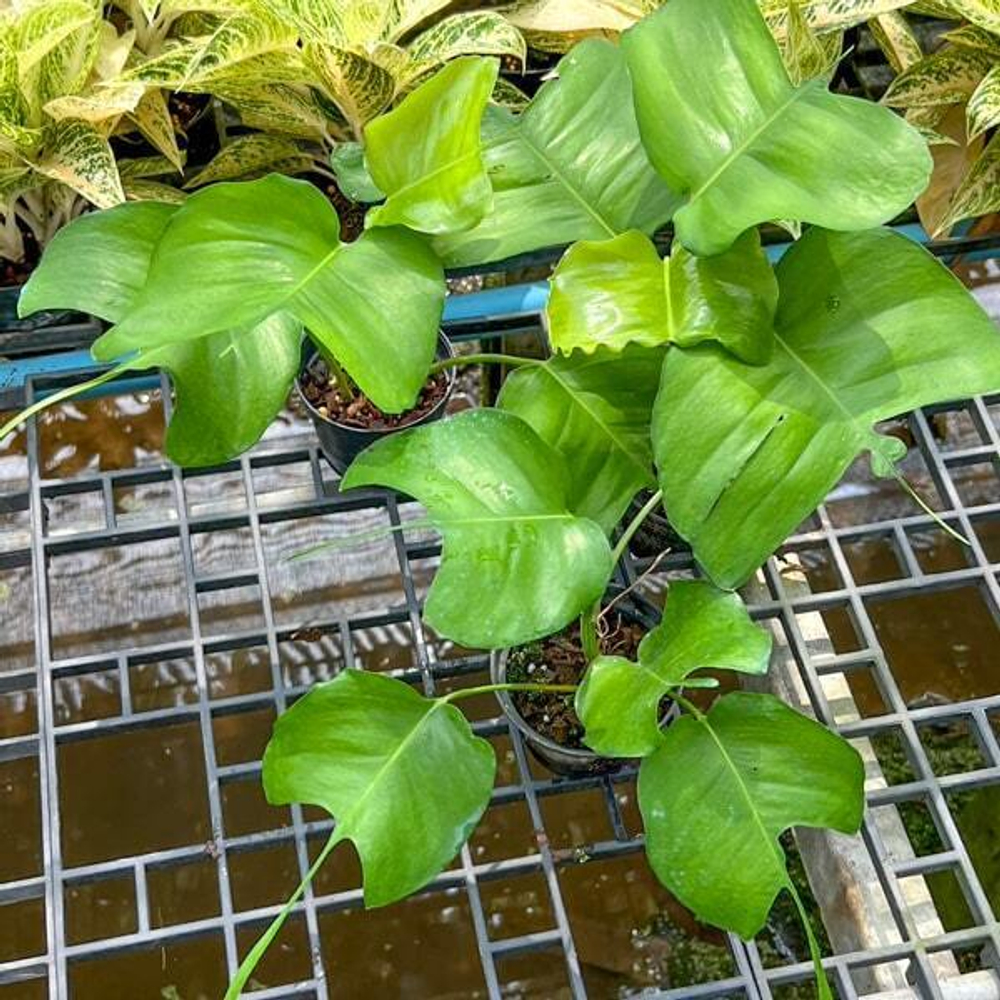 Эпипремнум SKELETON KEY